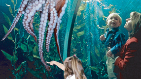 Aquarium of the Bay at Pier 39