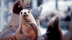 Sea Lions at Pier 39